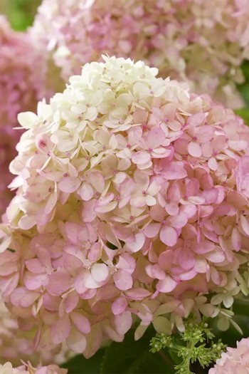 Гортензія волотиста ‘Лівінг Літл Лав’|Hydrangea paniculata ‘Living Little Love’|Гортензия метельчатая ‘Ливинг Литл Лав’
